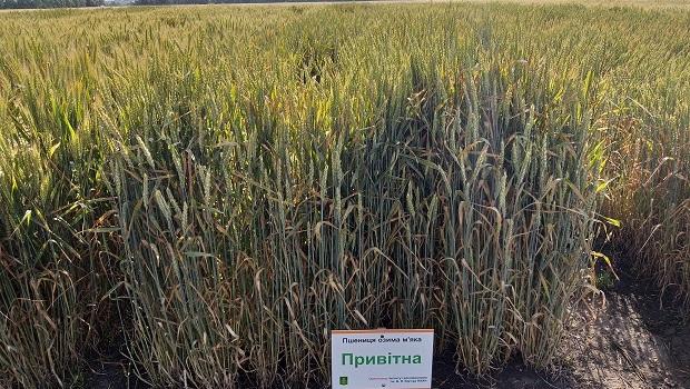 Привітна