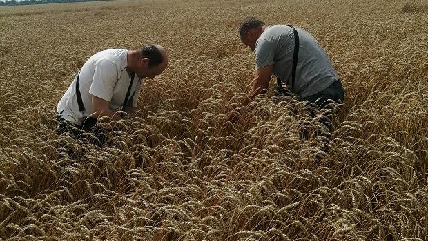 Evaluation of biological yields of winter and spring spiked cereals in the fields of SE Experimental Farm Kutuzivka and SE Experimental Farm Komsomolets