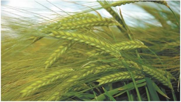 Spring Barley