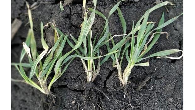 Condition of winter crops in the Kharkivska Oblast as of April 8, 2021