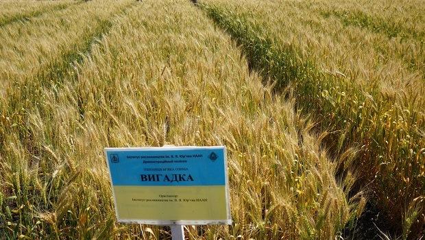 Вигадка