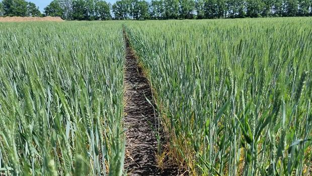 ON-SITE MEETING OF THE METHODOLOGICAL COMMISSION OF THE YURIEV PLANT PRODUCTION INSTITUTE OF NAAS TO VERIFY FIELD EXPERIMENTS ON WINTER AND SPRING CROPS