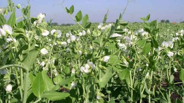 Garden pea