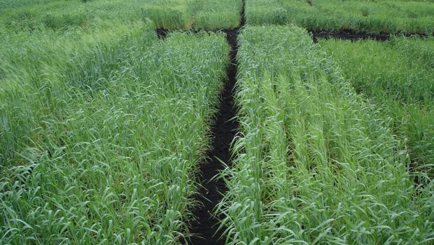 Spring Wheat