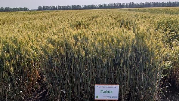 Гайок