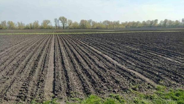 DEMONSTRATION PLOTS OF DOMESTIC SUNFLOWER HYBRIDS HAVE BEEN SOWN
