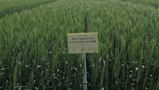 Boryviter Kharkivskyi