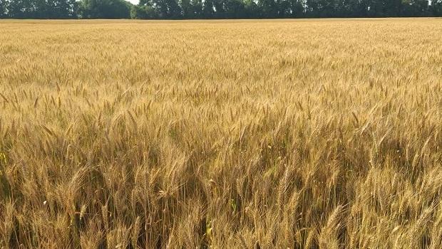 MONITORING OF THE FIELDS OF CULTIVARS BRED AT THE YURIEV PLANT PRODUCTION INSTITUTE OF NAAS