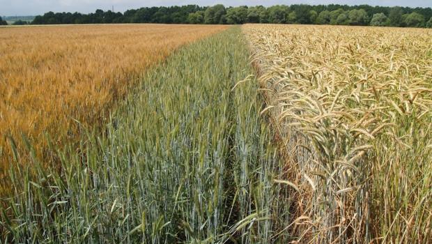 Department of Novel Breeding and Seed Technologies