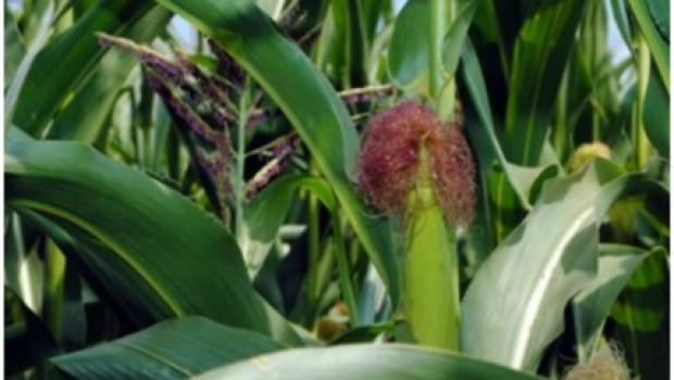Corn
