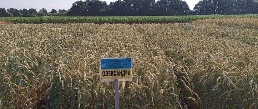 Олександра