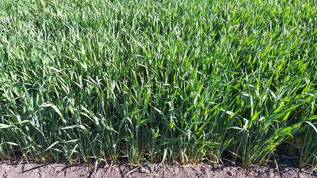 Scientists of the Institute have started winter wheat hybridization
