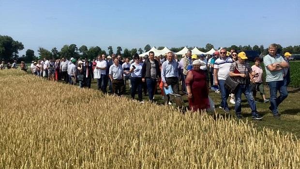 День поля «Перспективи комплексного використання сортового ресурсу зернових колосових культур, картоплі та лікарських рослин»