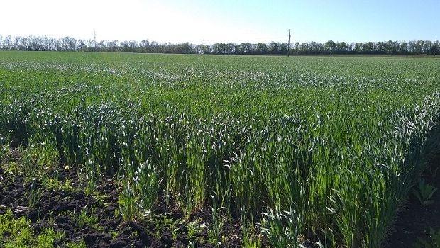 Staffers of the Laboratory of Wheat Breeding and Physiology Assessed the Confectionery Properties of Winter Bread Wheat Breeding Material