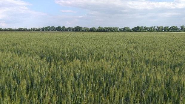 Моніторинг стану посівів сортів селекції Інституту рослинництва імені В.Я. Юр'єва НААН